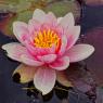 JDM25-064