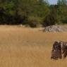 LADLARZAC-031