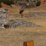 LADLARZAC-035