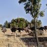 ZSigean-029
